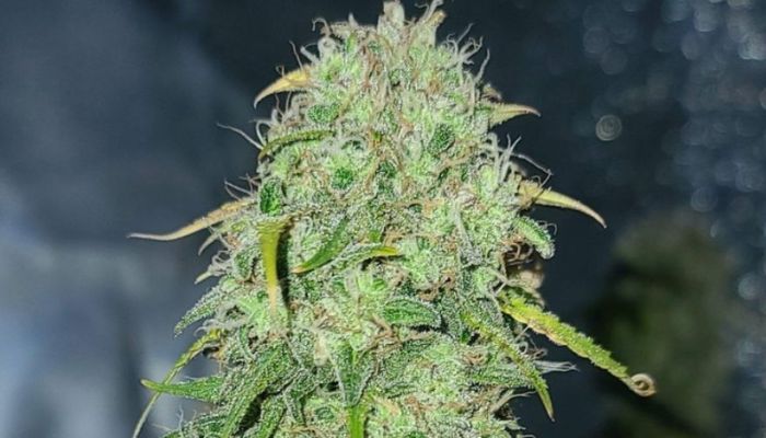 Critical Mass