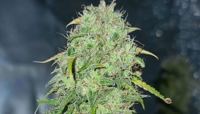 Critical Mass