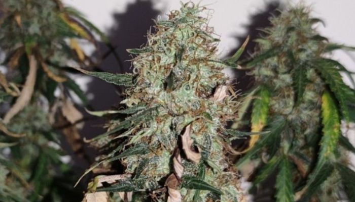 Gorilla Cookies