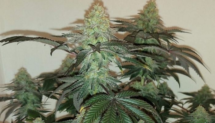 White Widow