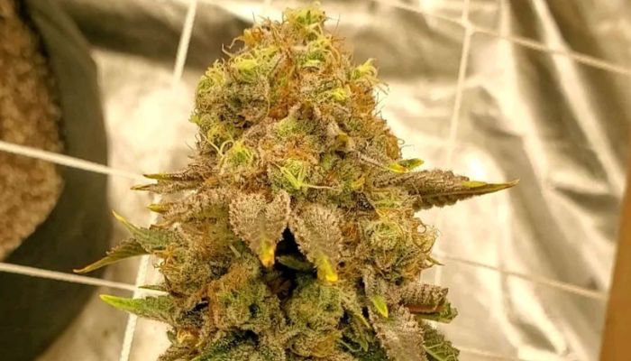 Acapulco Gold