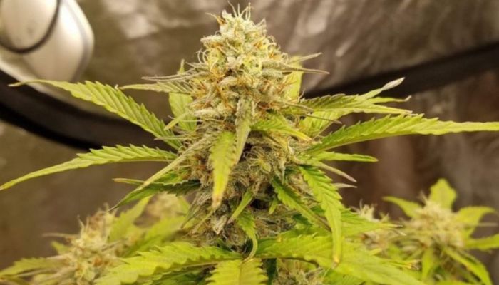 AK 47