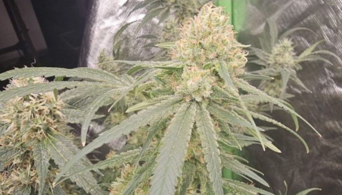 Amnesia Haze