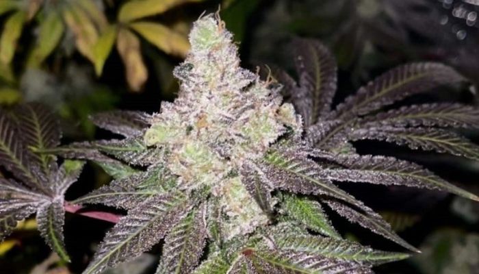 Blueberry Auto