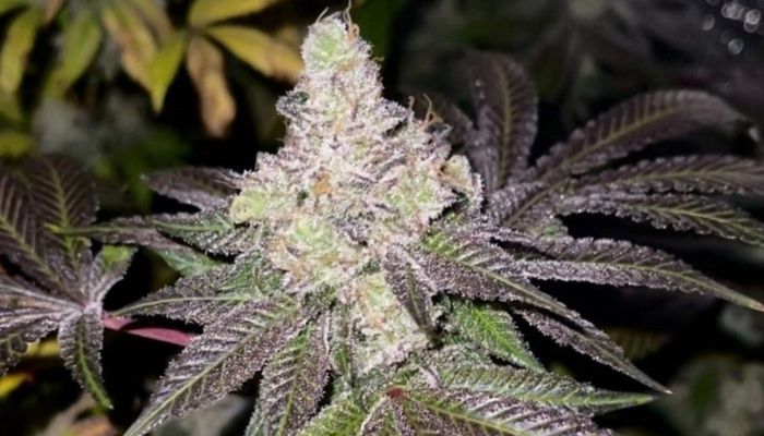 Blueberry Auto