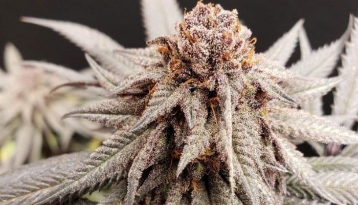Bruce Banner Auto