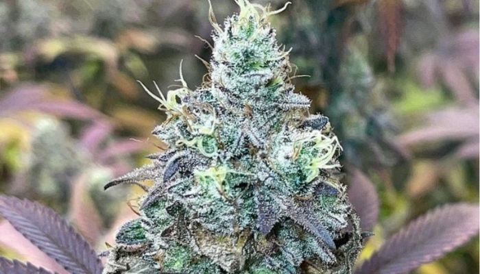 BubbleGum Auto