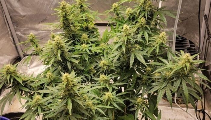 Devil's Kiss Auto