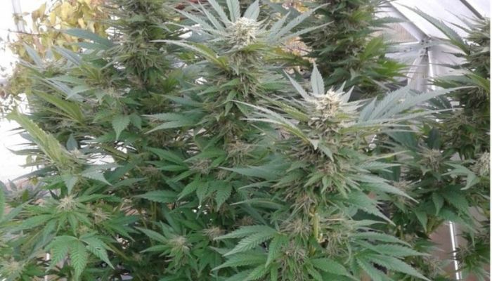 Durban Poison