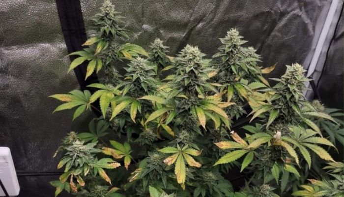 Girl Scout Cookies
