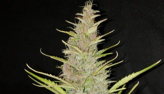 Jack Herer