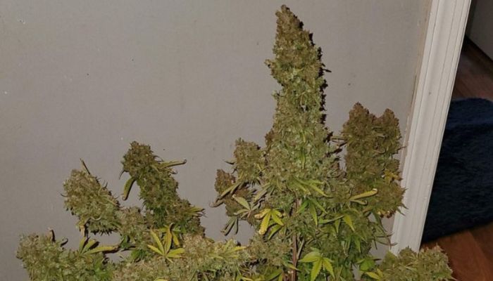 Lemon Skunk