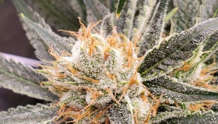 Mango Auto