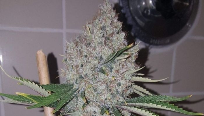 Northern Light