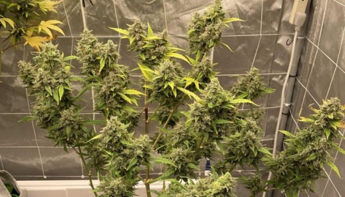 NYC Diesel