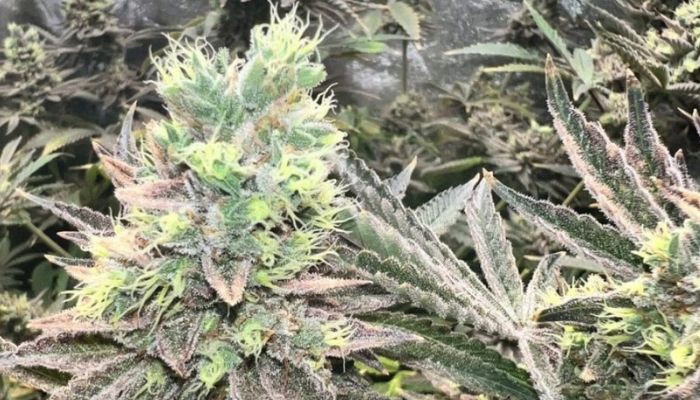 Original Amnesia Auto