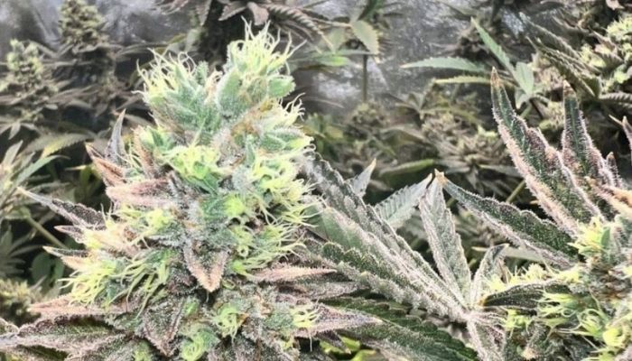 Original Amnesia Auto