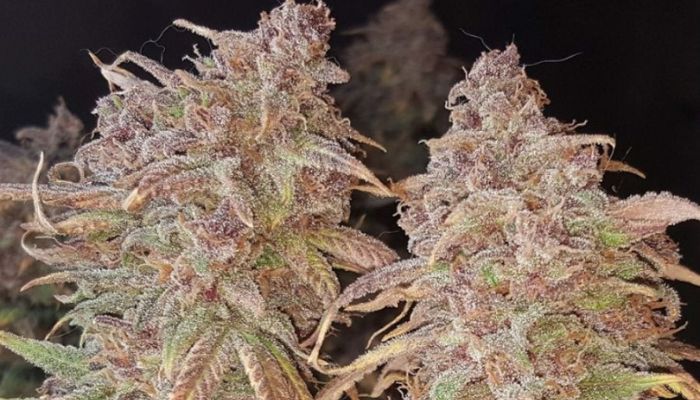 Sweet Pure CBD Auto