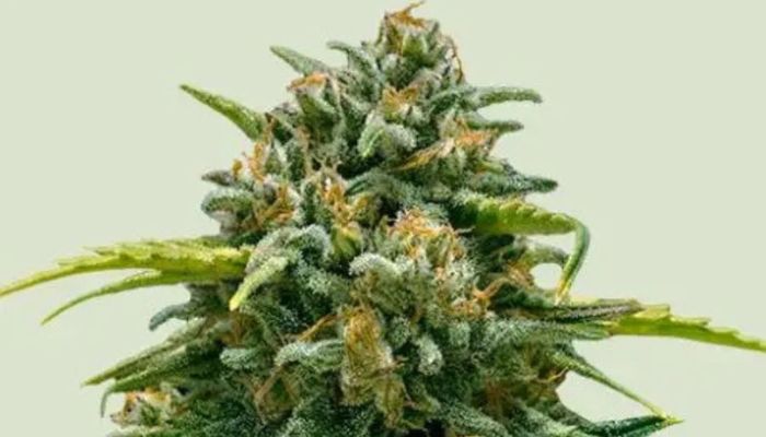 Sweet Skunk Auto