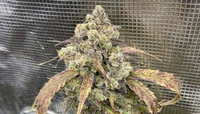 Train Wreck