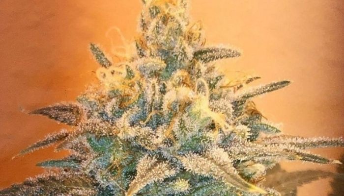 Watermelon Auto