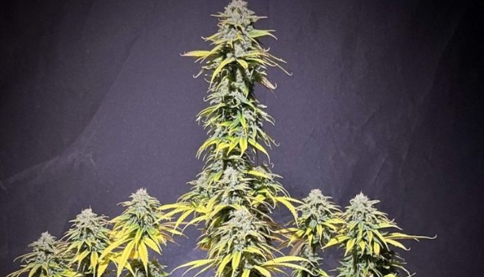 White Widow CBD Auto