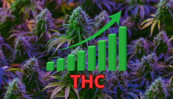 odmiany o wysokiej zawartości THC