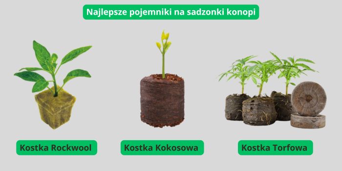 podłoże dla siewek marihuany