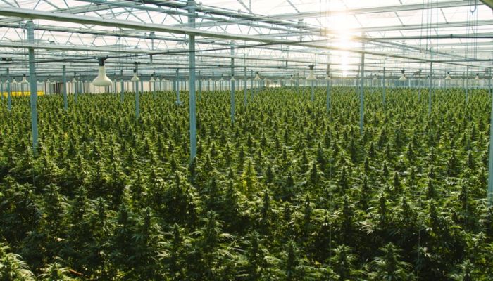 Profesjonalne plantacje marihuany medycznej i rekreacyjnej