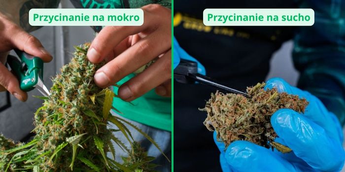przycinanie marihuany