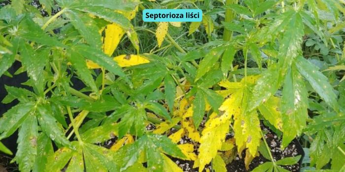 Septoria liści marihuany