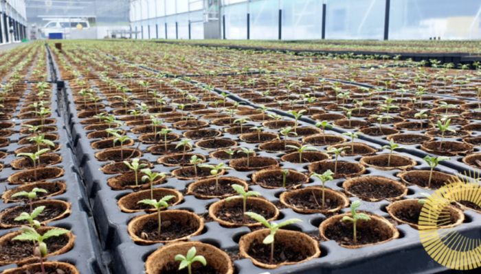 plantacja konopi medycznych