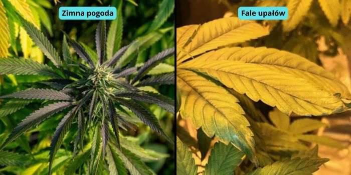 rośliny marihuany poddane stresowi temperaturowemu
