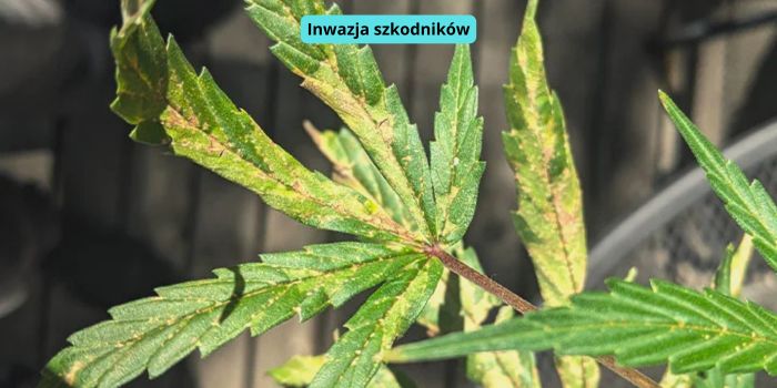 szkodniki na liściach marihuany