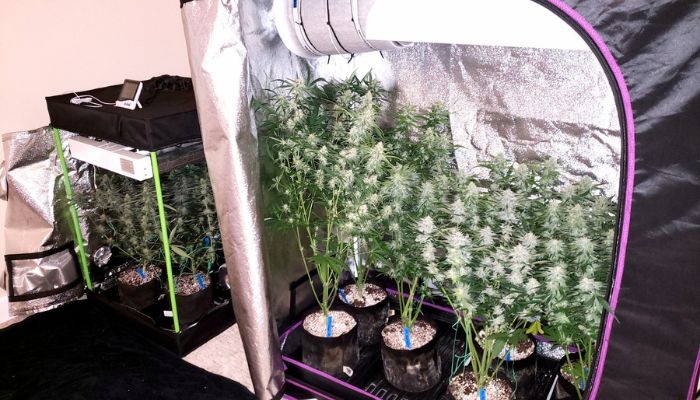 uprawa konopi w growboxie