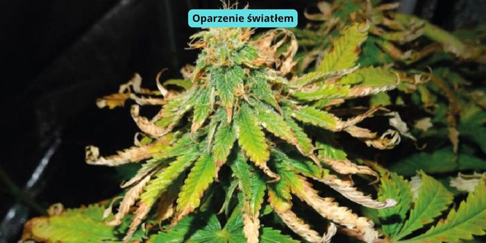 uschnięte liście marihuany