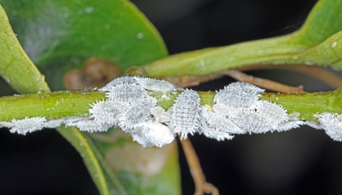 Wełnowce w uprawie marihuany