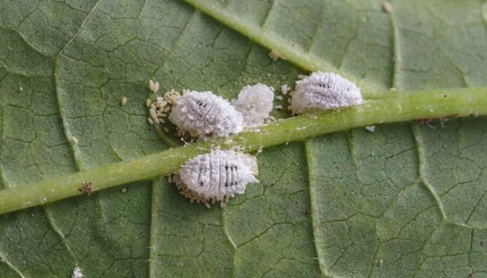 Wełnowce w uprawie marihuany