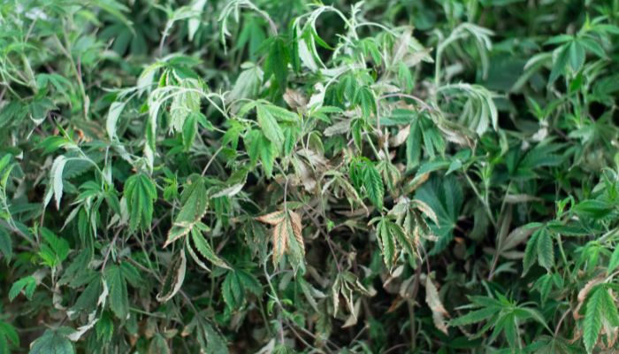 Werticilioza (choroba więdnących liści)