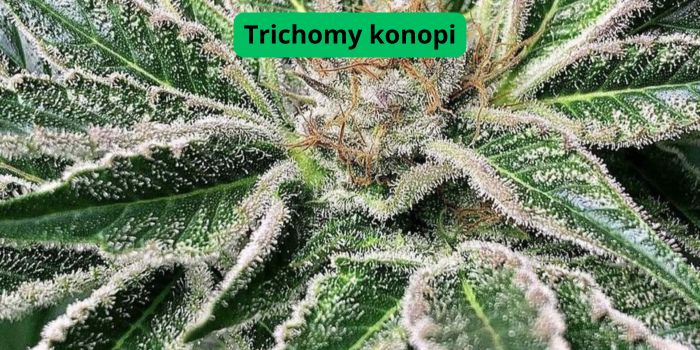 trichomy na roślinie konopi
