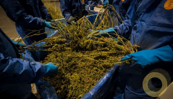 plantacja konopi medycznych