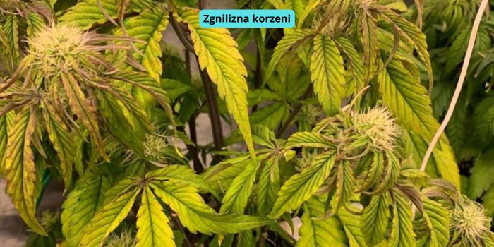 zgnilizna korzeni marihuany