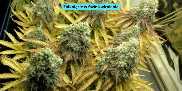 żółknięcie liści w fazie kwitnienia