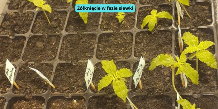 żółknięcie liści w fazie siewki