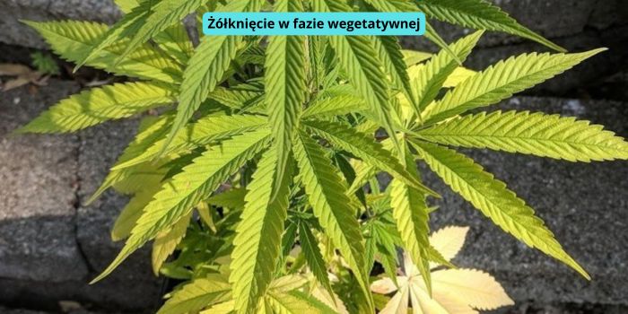Żółknięcie liści wachlarzowych w fazie wegetatywnej