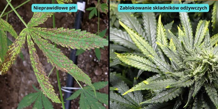 żółte liście marihuany