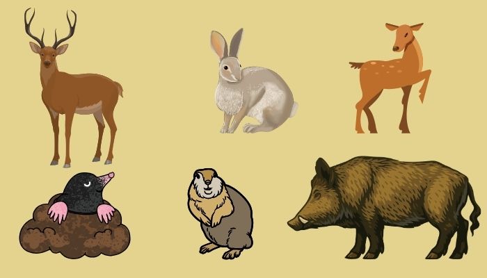 Zwierzęta w uprawie marihuany