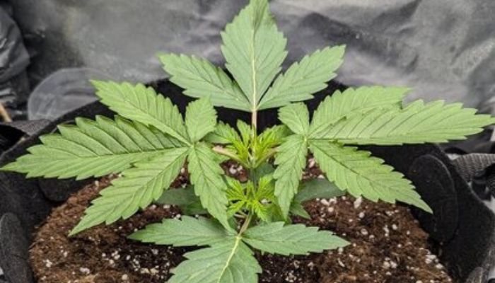 3 tydzień wzrostu automatów