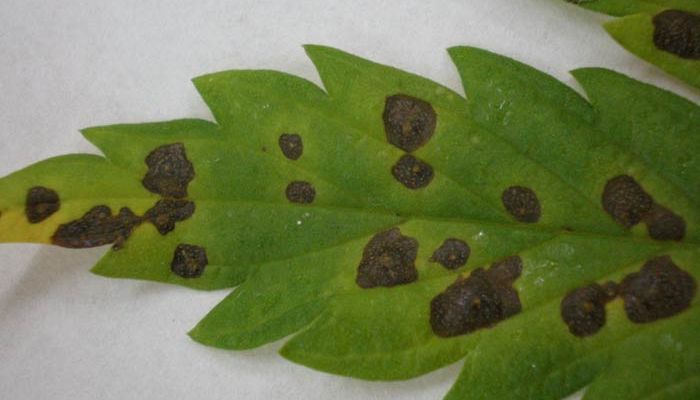 Alternaria konopi