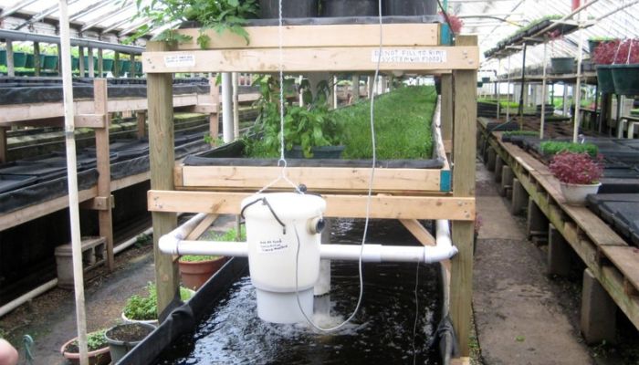 Aquaponika w uprawie marihuany